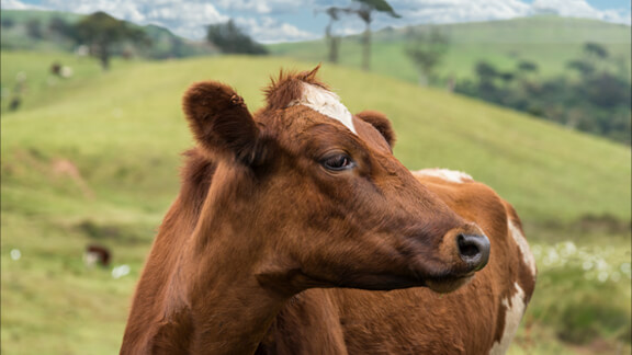 Cattle Farm Insurance - Kentucky